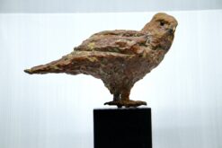 Buizerd